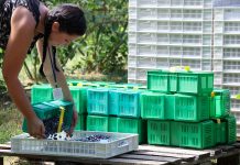 Linia sortująca rozwiązuje problemy jakościowe oraz deficyt pracowników sezonowych