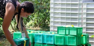 Linia sortująca rozwiązuje problemy jakościowe oraz deficyt pracowników sezonowych