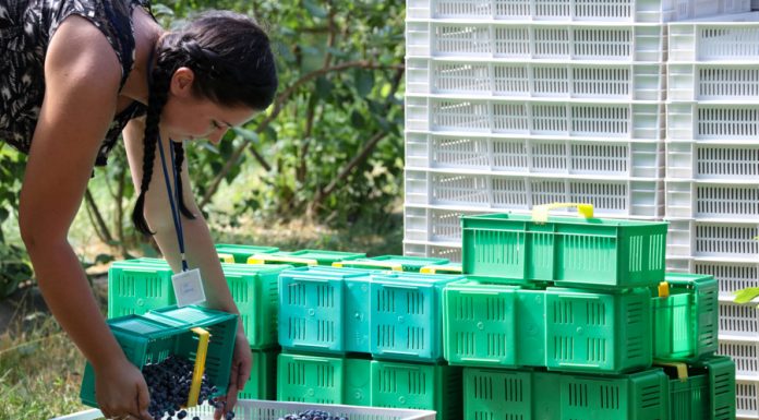 Linia sortująca rozwiązuje problemy jakościowe oraz deficyt pracowników sezonowych