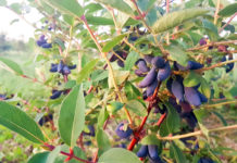 Zaczynają się zbiory jagody kamczackiej