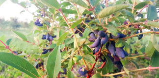 Zaczynają się zbiory jagody kamczackiej