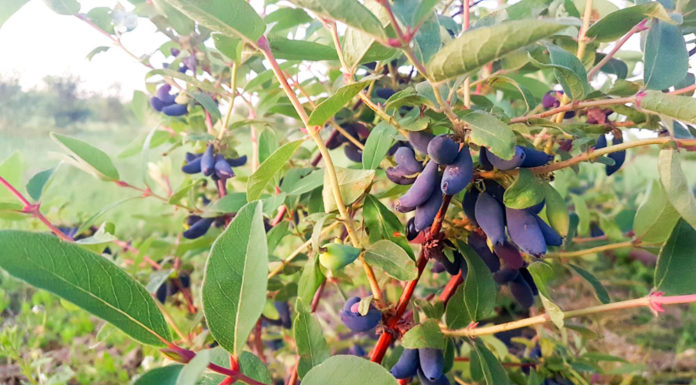 Zaczynają się zbiory jagody kamczackiej