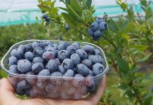 Najwcześniejsze borówki z upraw w tunelach