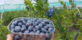 Najwcześniejsze borówki z upraw w tunelach