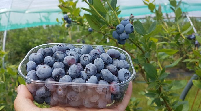 Najwcześniejsze borówki z upraw w tunelach