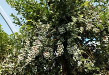 Borówka wymaga skutecznej ochrony