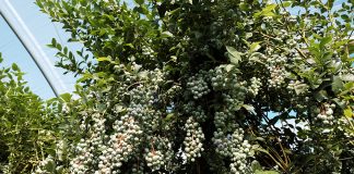 Borówka wymaga skutecznej ochrony