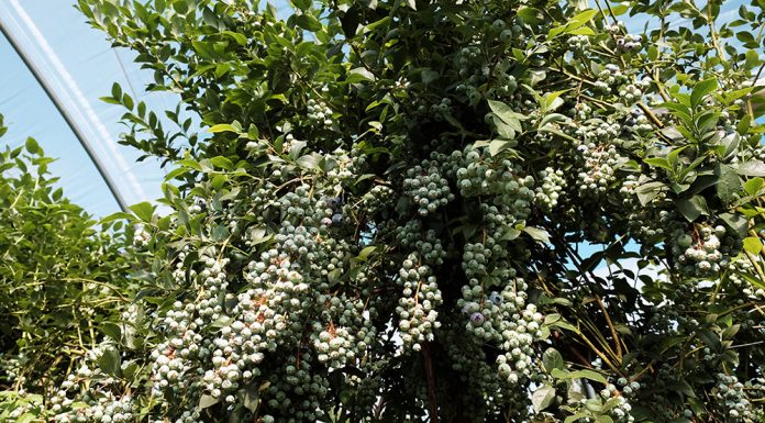 Borówka wymaga skutecznej ochrony