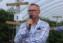 Nawożenie malin w tunelu (półfinał Malinowe Factory 2017, cz. III)