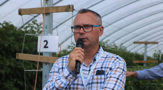 Nawożenie malin w tunelu (półfinał Malinowe Factory 2017, cz. III)