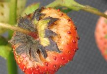 Walka z szarą pleśnią o plon. Przeczytaj, obejrzyj FILM!