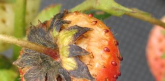 Walka z szarą pleśnią o plon. Przeczytaj, obejrzyj FILM!