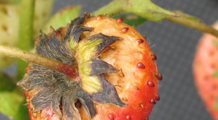 Walka z szarą pleśnią o plon. Przeczytaj, obejrzyj FILM!