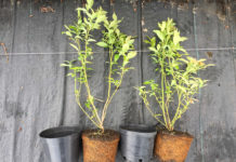 Po dobre sadzonki borówki