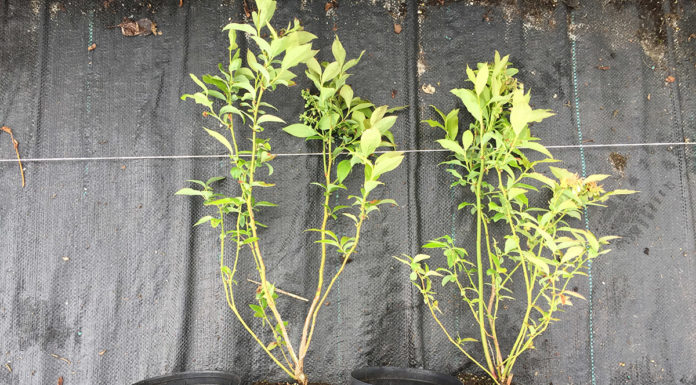 Po dobre sadzonki borówki