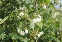 Borówkarze i pszczelarze – współpraca niosąca wzajemne korzyści