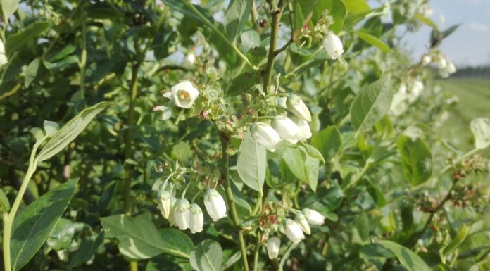 Borówkarze i pszczelarze – współpraca niosąca wzajemne korzyści