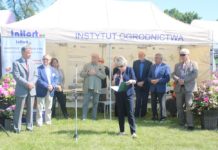 O jagodowych w Dąbrowicach