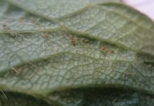 Komunikat jagodowy BCS z dnia 2 czerwca 2017 roku