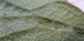 Komunikat jagodowy BCS z dnia 2 czerwca 2017 roku