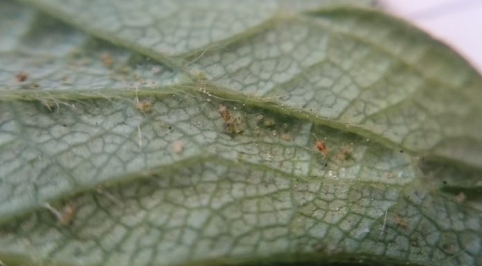 Komunikat jagodowy BCS z dnia 2 czerwca 2017 roku