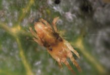 Sposób na przędziorki