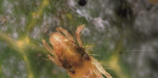 Sposób na przędziorki