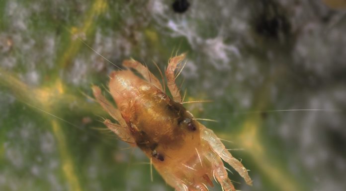 Sposób na przędziorki