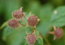 Komunikat jagodowy z dnia 21 czerwca 2017 roku