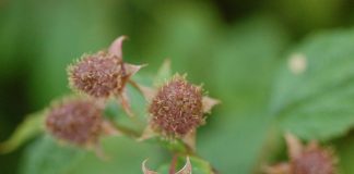 Komunikat jagodowy z dnia 21 czerwca 2017 roku