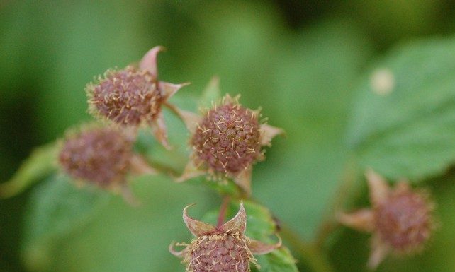 Komunikat jagodowy z dnia 21 czerwca 2017 roku