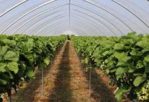 Owoce Jagodowe w Tunelach – już 8 lipca – zapraszamy