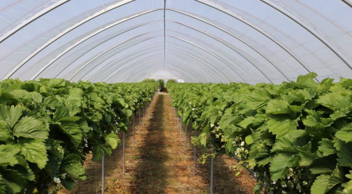 Owoce Jagodowe w Tunelach – już 8 lipca – zapraszamy