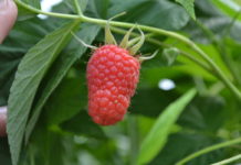 Produkty poprawiające jakość malin – Malinowe Factory 2017