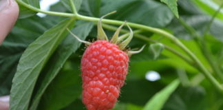 Produkty poprawiające jakość malin – Malinowe Factory 2017