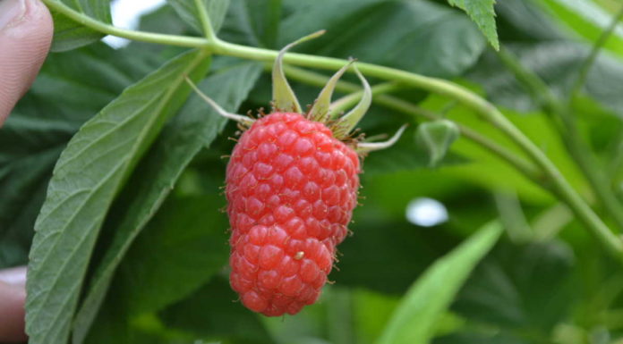 Produkty poprawiające jakość malin – Malinowe Factory 2017