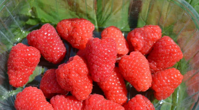 Pierwsze zbiory malin z pędów 2-letnich w projekcie Malinowe Factory 2017