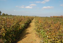 Ważne zabiegi fungicydowe na plantacjach malin