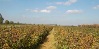 Ważne zabiegi fungicydowe na plantacjach malin