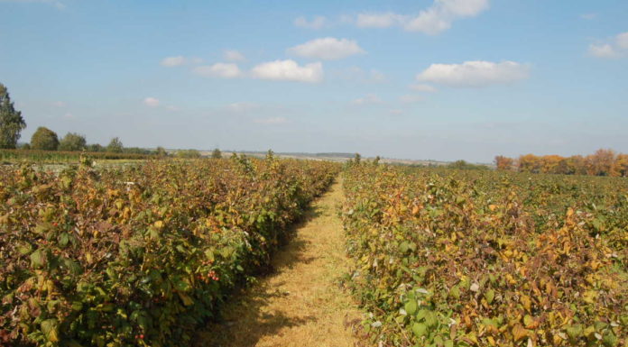 Ważne zabiegi fungicydowe na plantacjach malin