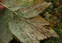 Sezon na rdzę maliny rozpoczęty