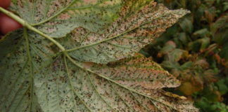 Sezon na rdzę maliny rozpoczęty