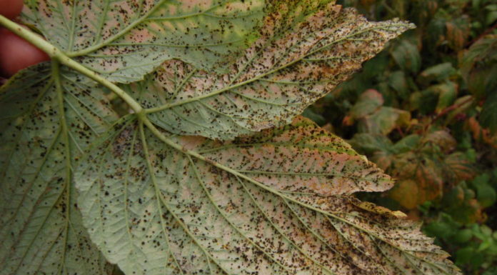 Sezon na rdzę maliny rozpoczęty