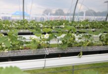 Ochrona biologiczna przed grzybami w mojej ocenie