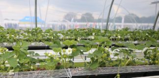 Ochrona biologiczna przed grzybami w mojej ocenie