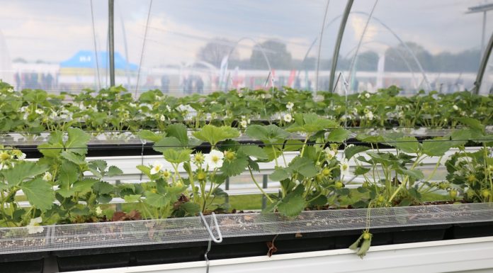 Ochrona biologiczna przed grzybami w mojej ocenie