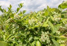 Akademia Uprawy Borówki, cz. III – wzrost owoców