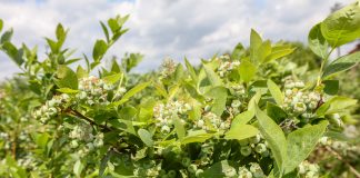 Akademia Uprawy Borówki, cz. III – wzrost owoców