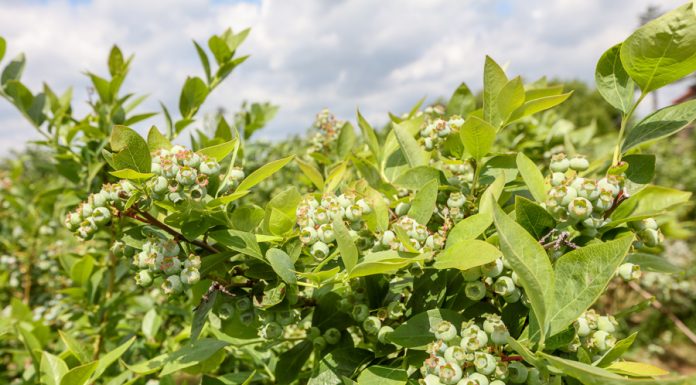 Akademia Uprawy Borówki, cz. III – wzrost owoców