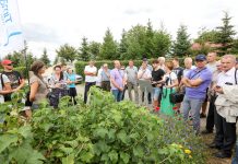 Wysokie plony czarnych porzeczek, nawet w trudnym sezonie